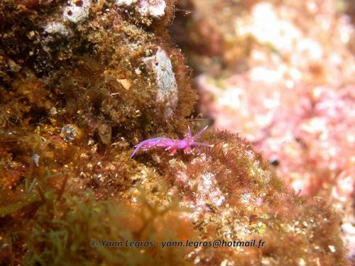 Les Goudes 2006-05-07 10-32-32