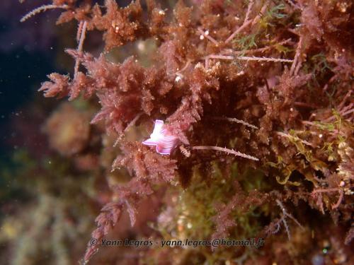 Les Goudes 2006-05-07 10-33-14