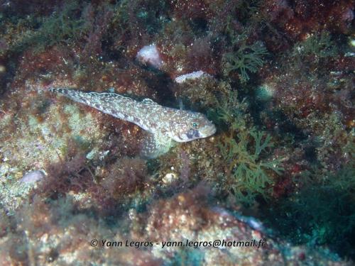 Les Goudes 2006-05-07 15-46-17