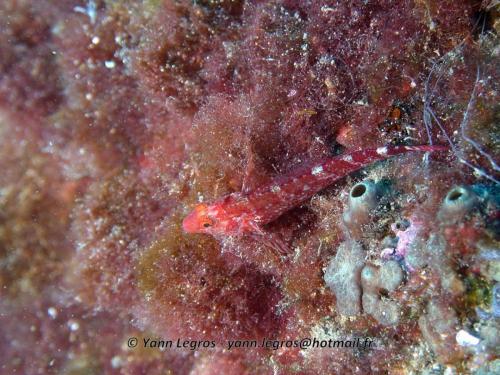 Les Goudes 2006-05-07 15-48-26