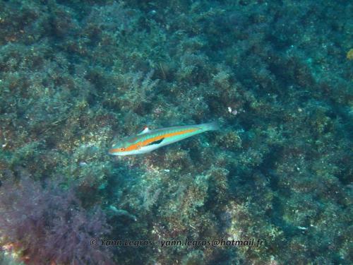 Les Goudes 2006-05-07 15-50-31