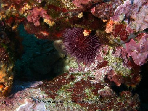 Les Goudes 2006-05-07 15-58-28