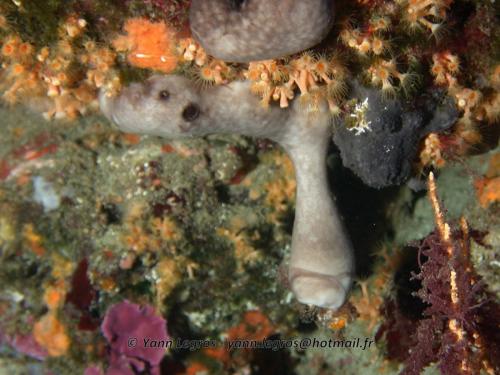 Les Goudes 2006-05-07 15-59-18