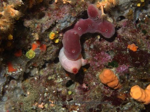 Les Goudes 2006-05-07 16-01-46