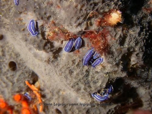 Les Goudes 2006-05-07 16-04-22