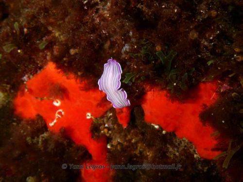 Les Goudes 2006-05-07 16-13-02