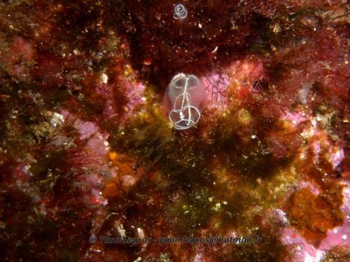 Les Goudes 2006-05-07 16-19-36