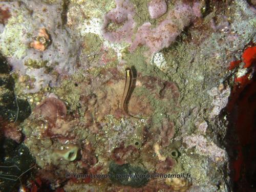 Les Goudes 2006-05-08 09-14-01