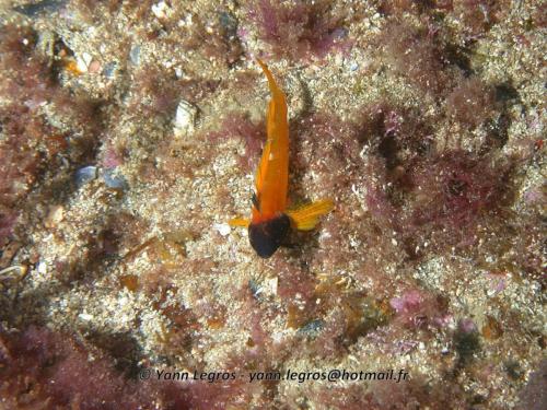 Les Goudes 2006-05-08 09-15-20