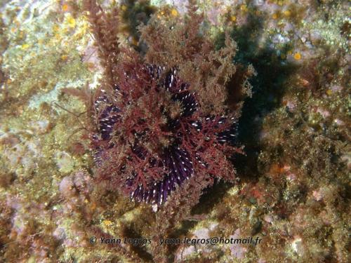 Les Goudes 2006-05-08 09-15-59