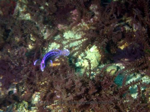 Les Goudes 2006-05-08 09-18-51