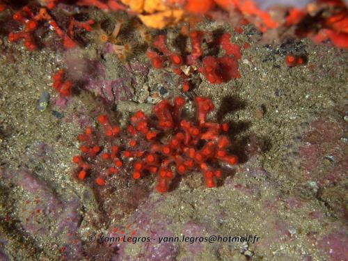 Les Goudes 2006-05-08 09-20-50