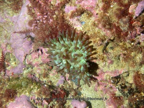 Les Goudes 2006-05-08 09-22-15