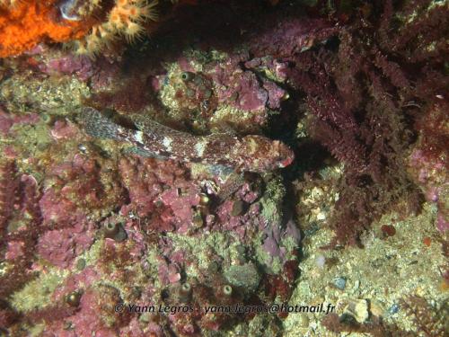 Les Goudes 2006-05-08 09-32-27