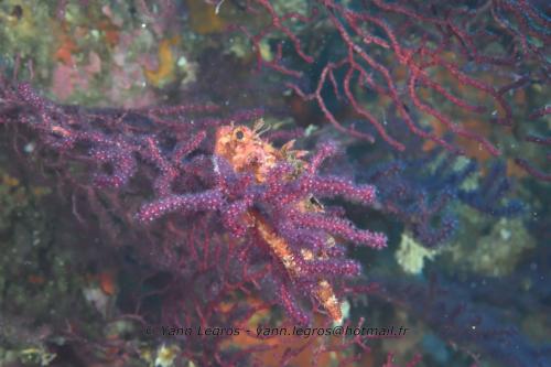 2016-08 La Londe les Maures