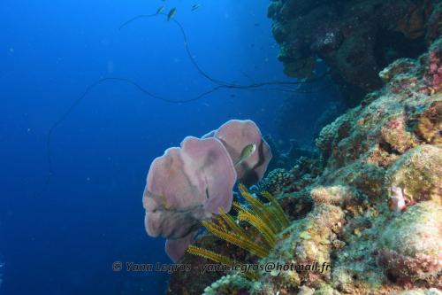 2017-01 La Dominique