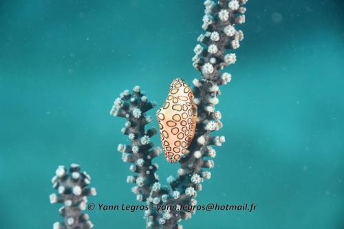 2019-02 Martinique Guadeloupe