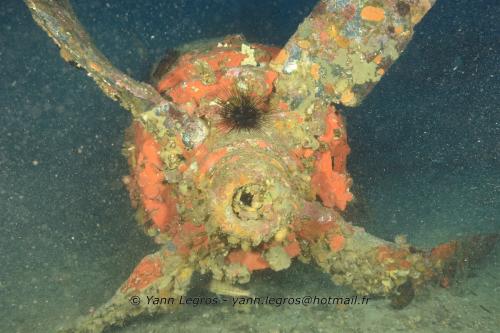 2020-08 La Londe les Maures