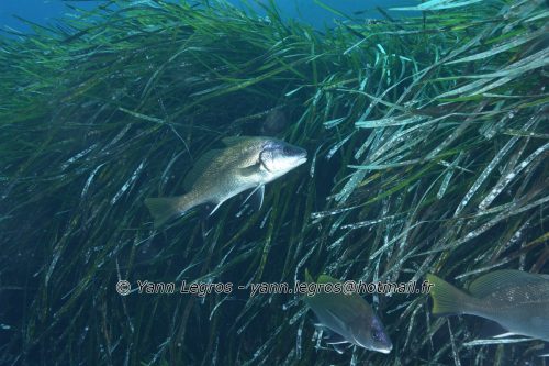 2024-08 La Londe les Maures